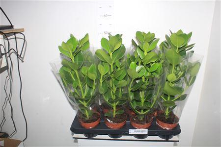 <h4>Clu Ro Princess</h4>