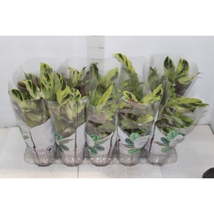 CALATHEA YELLOW FUSION P12