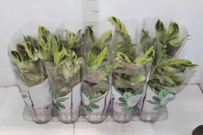 <h4>CALATHEA YELLOW FUSION P12</h4>