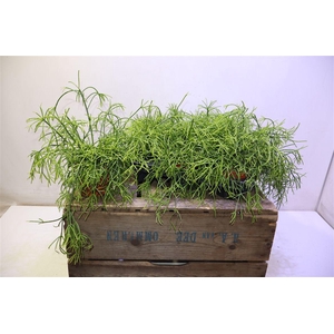 arr8 Rhipsalis Ba Oasis