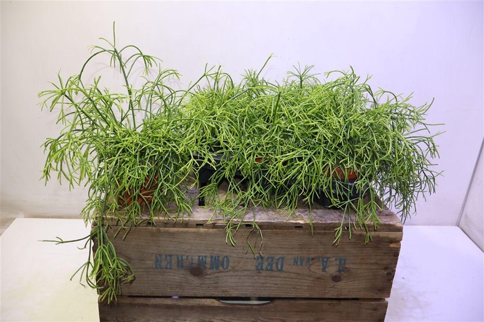 <h4>arr8 Rhipsalis Ba Oasis</h4>