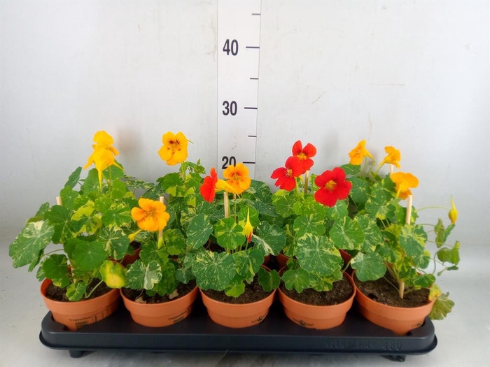 <h4>Tropaeolum majus</h4>