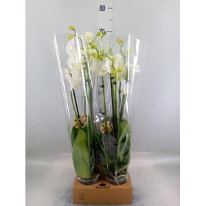 Phalaenopsis   ...