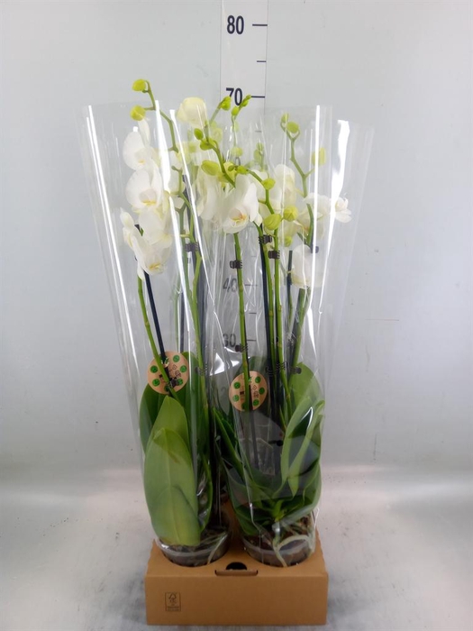 <h4>Phalaenopsis   ...</h4>