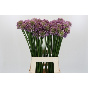 Allium Senescens