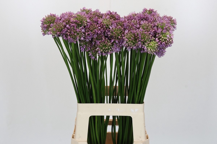 Allium Senescens