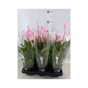 Spathiphyllum  'Bellini'