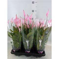 <h4>Spathiphyllum  'Bellini'</h4>