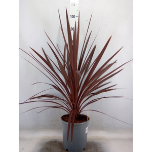 Cordyline austr. 'Red Star'