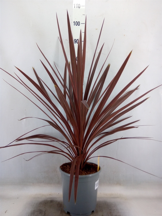 <h4>Cordyline austr. 'Red Star'</h4>