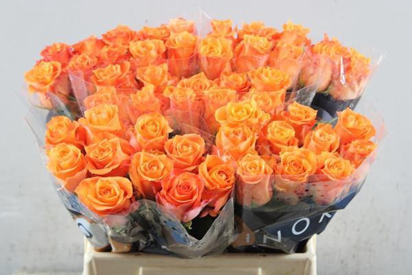 <h4>R Gr Twilight L 40</h4>