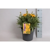 vaste planten 19 cm  Coreopsis Solana Golden Sphere