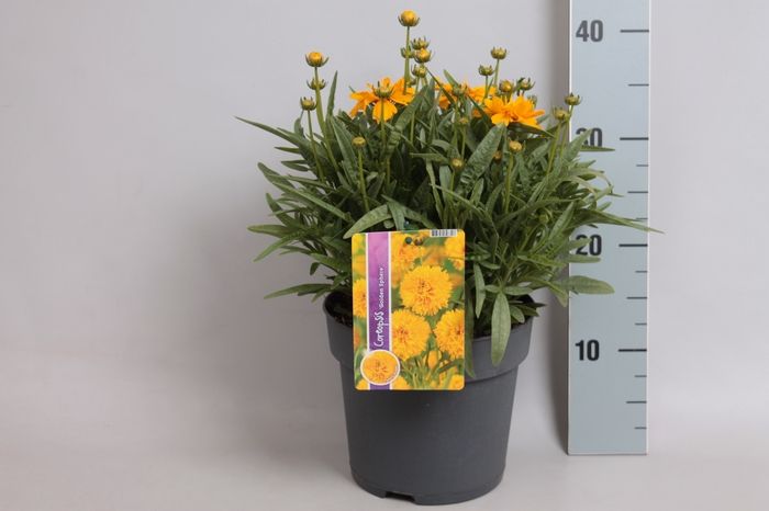 vaste planten 19 cm  Coreopsis Solana Golden Sphere