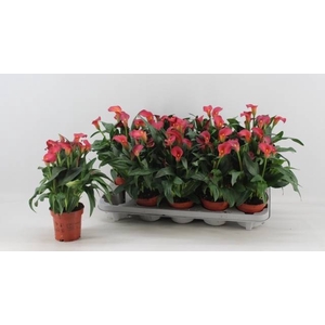 ZANT SWEET CHILLI