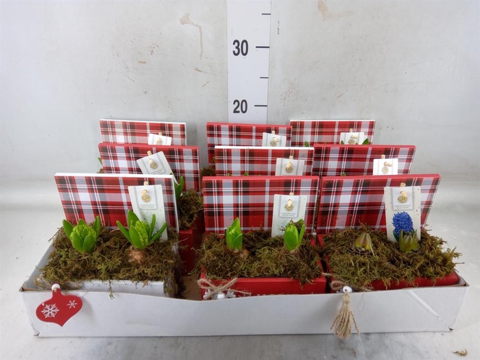 <h4>Arr. Hyacinthus H%</h4>