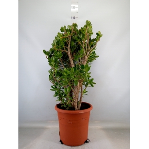 Crassula ovata