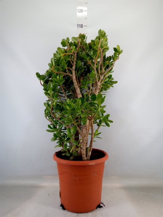 <h4>Crassula ovata</h4>