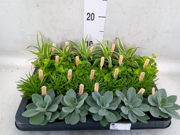 <h4>Planten  ..mix</h4>