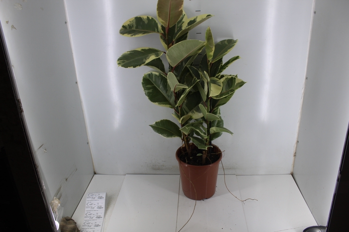 <h4>FICUS ELASTICA TINEKE P24</h4>