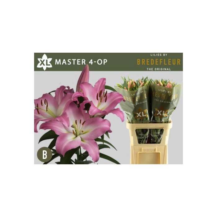 <h4>Li Ot Master</h4>