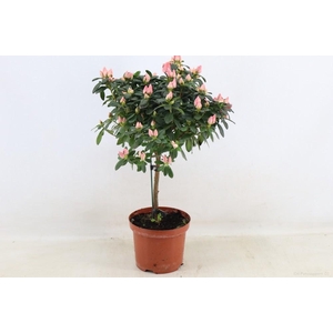 Azalea op stam 'Thesla Zalmkleurig'pot 19