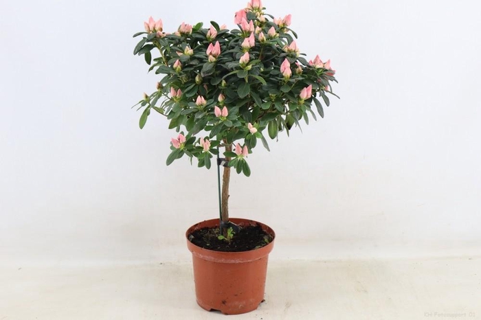 <h4>Azalea op stam 'Thesla Zalmkleurig'pot 19</h4>