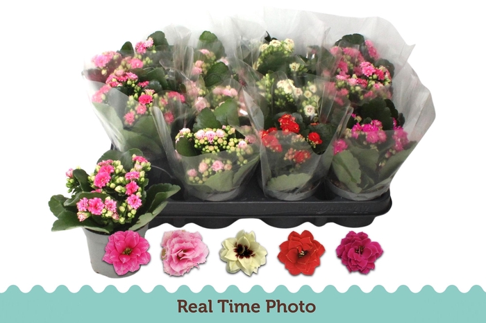 <h4>KAL GE GEM 5 KL</h4>