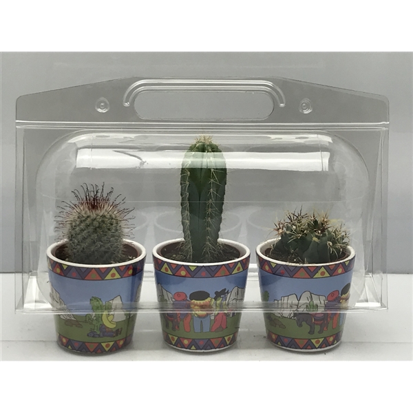 <h4>285 Trioblister gringopot cac 6,5 cm</h4>
