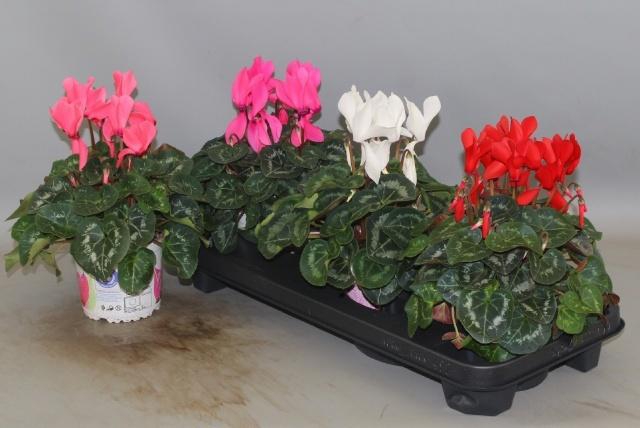 <h4>CYCL GR SUP XL</h4>