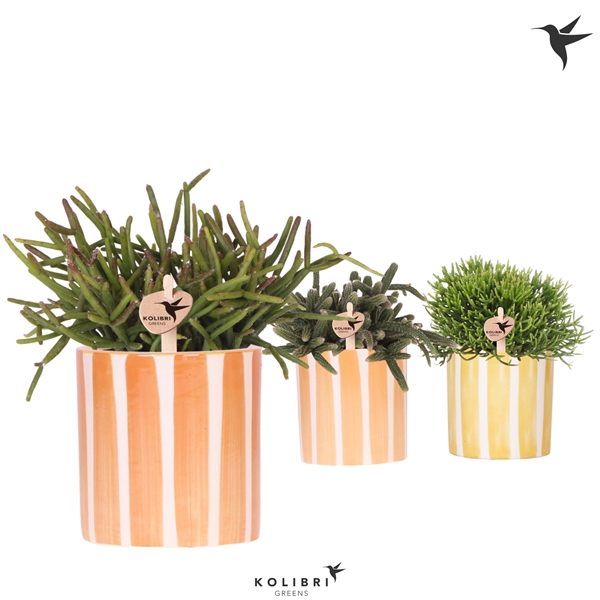 <h4>Kolibri Greens Rhipsalis mix in Painted Stripe pot yellow mix</h4>