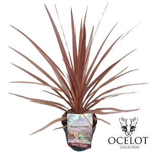 Cordyline australis 'Red Star'