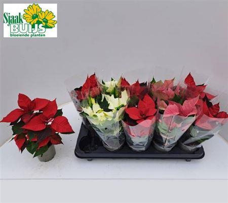 <h4>** Euphor P Gem 3kl 3-4+ *autumn Promo *</h4>