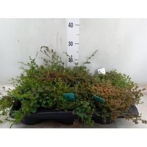 Selaginella uncinata 'Peacock'