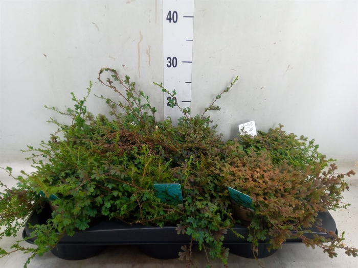 <h4>Selaginella uncinata 'Peacock'</h4>
