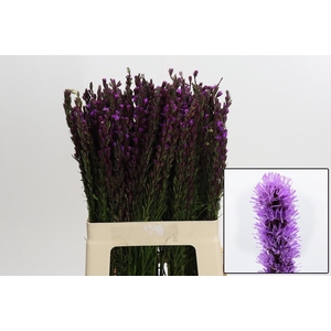 LIATRIS CALLILEPIS