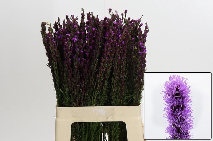 <h4>LIATRIS CALLILEPIS</h4>