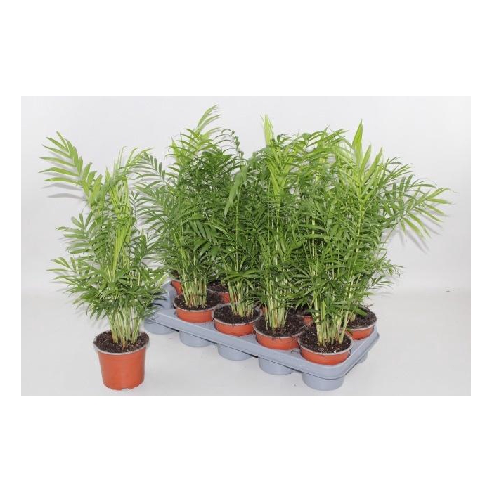 <h4>CHAMAED ELEGANS</h4>