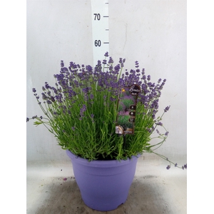 Lavandula angus. 'Essence Pure'