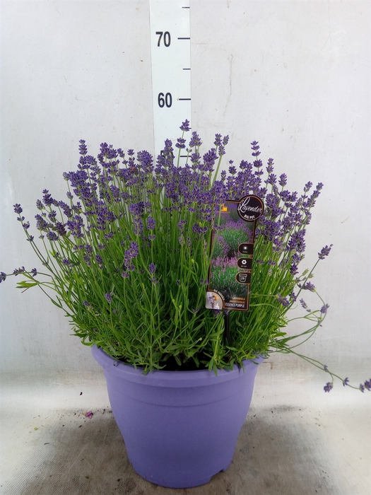 <h4>Lavandula angus. 'Essence Pure'</h4>