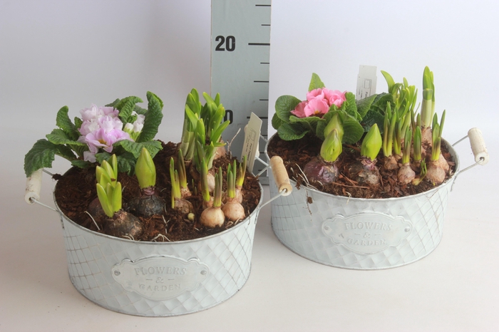 <h4>ARR TUINPLANTEN</h4>