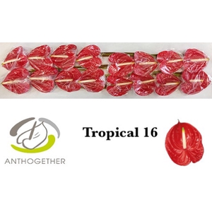 ANTH A TROPICAL 16