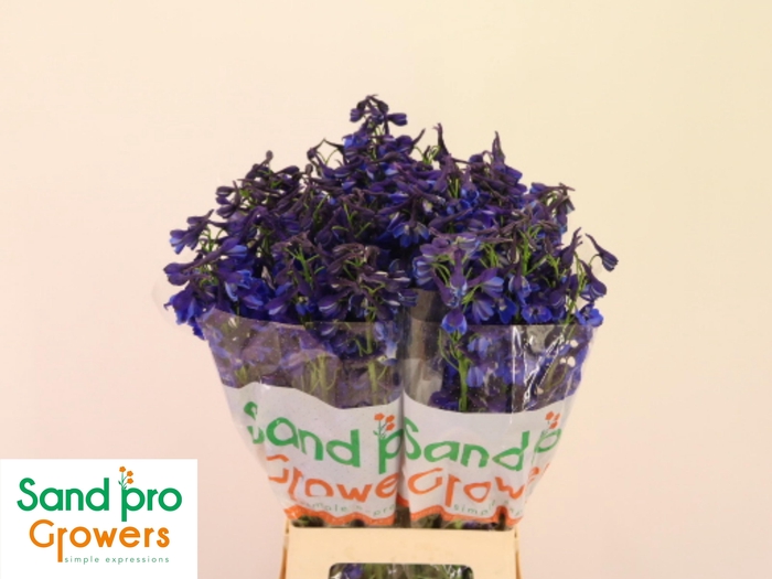 <h4>DELPH EN DONNA</h4>