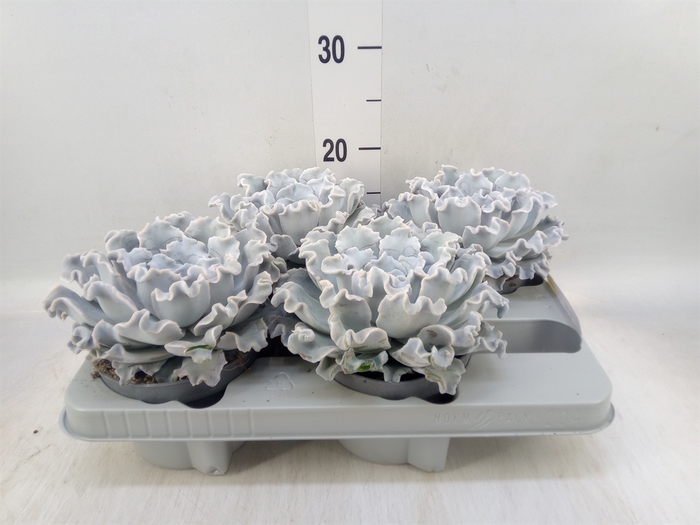 <h4>Echeveria   ...</h4>