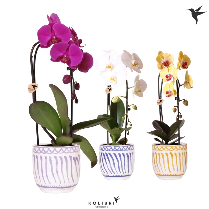 <h4>Kolibri Orchids Phalaenopsis Cascade Niagara Fall mix 1 spike in Granada pot mix</h4>