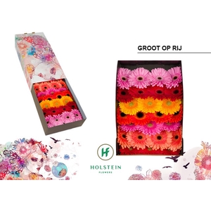 Gerbera Mix op Rij Doos