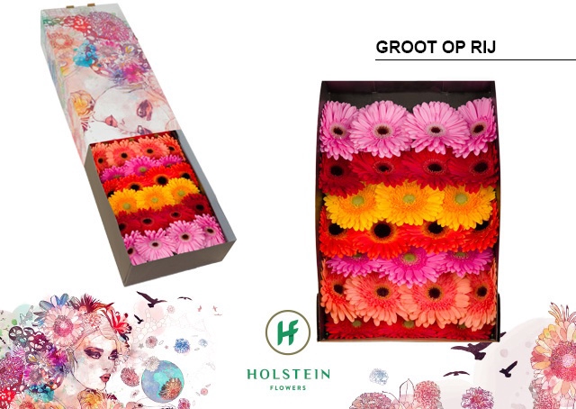 <h4>Gerbera Mix op Rij Doos</h4>