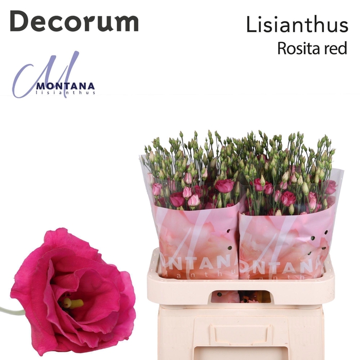 <h4>Lisianthus Rosita ruby red 70cm</h4>