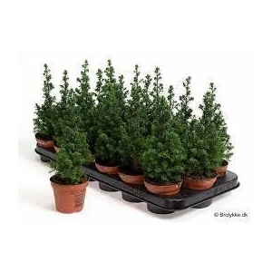 CHAM THY TOP POINT P09