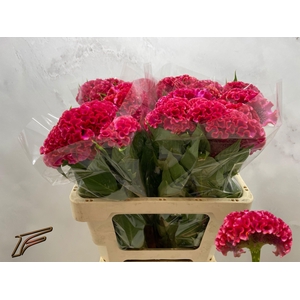 CEL C CORAL DIAMOND