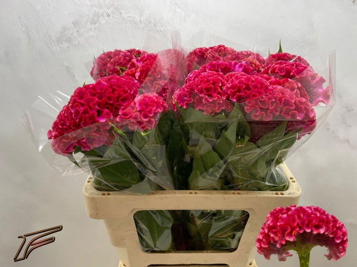 <h4>CEL C CORAL DIAMOND</h4>